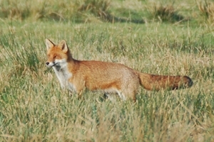 Daytime fox