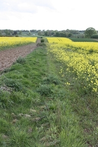 An excellent example of an autumn cultivated uncropped margin, which features charlock and provides a perfect insect-rich foraging habitat for grey partridges and their chicks