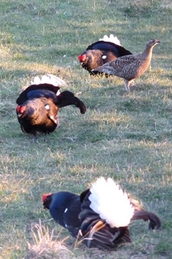 Lekking
