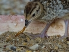 Live mealworms are a hit with chicks