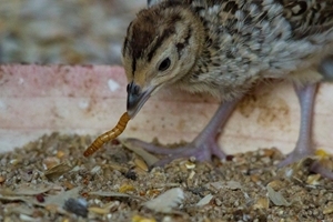 Live pheasant chicks on the GWCT Game Fair stand adjacent to the main arena, will help to illustrate the science behind a new three-year project that aimed to see whether simple techniques introduced early in a reared pheasant’s life helps to increase their survival once released. Photocredit: Martin Clay