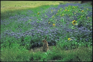 A new report on agroecology shows how farmed land can provide for wildlife as well as people and do it better for both. Photocredit: Malcolm Brockless, GWCT