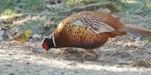Pheasant Research