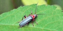 Integrated Pest Management