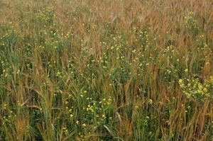 Weedy cereal