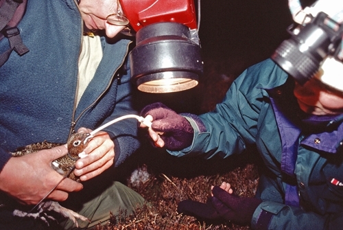 Direct dosing