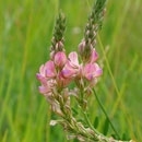 Sainfoin