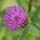 Black knapweed