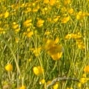 Meadow buttercup