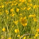 Meadow buttercup Meadow buttercup
