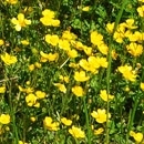 Creeping buttercup