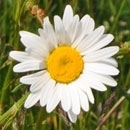 Ox-eye daisy