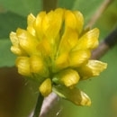 Yellow trefoil