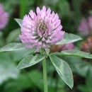 Red clover