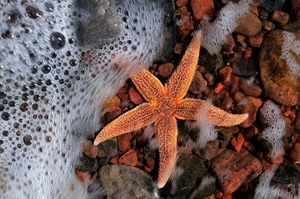 Starfish