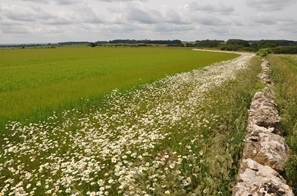Flower margin and dry stone wall