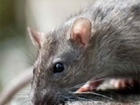 New course allows gamekeepers to continue using rodenticides