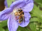 Study shows bee-friendly crops create a hungry gap for rarer bees