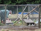 Releasing pheasants at Rotherfield