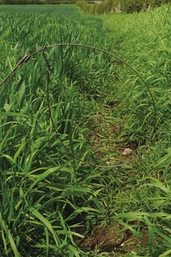 Snaring best practice