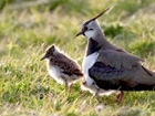 Increasing wader numbers in the Avon Valley