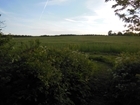 A garden bursting with farmland bird life