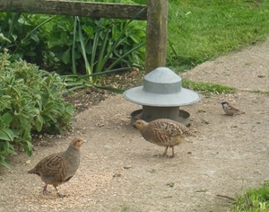 Ringed grey partridges