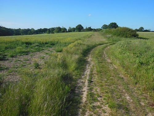 Habitat mosaic where the first brood of grey partridges hatched this year