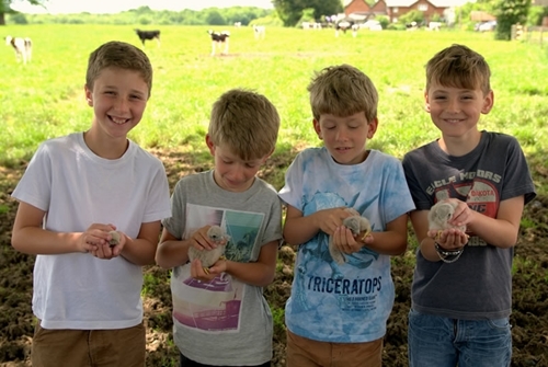 Four boys and kestrels