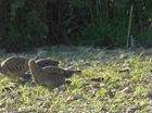 Grey partridge stepfather steps up