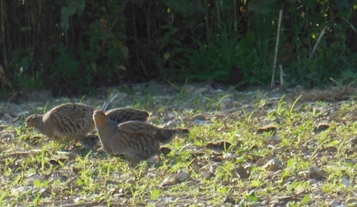 A pair of grey partridges with their three day old chicks, foraging on a re-drilled wildbird mix along a third-year mix A pair of grey partridges with their three day old chicks, foraging on a re-drilled wildbird mix along a third-year mix