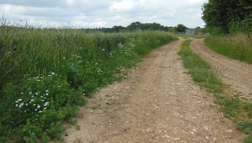 Partridges regularly take their broods for foraging, dust bathing and sun bathing on farm tracks during summer but unfortunately that exposes them to predators Partridges regularly take their broods for foraging, dust bathing and sun bathing on farm tracks during summer but unfortunately that exposes them to predators