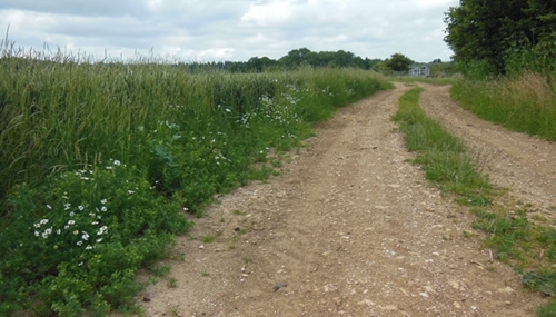 Partridges regularly take their broods for foraging, dust bathing and sun bathing on farm tracks during summer but unfortunately that exposes them to predators