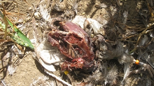 Grey partridge killed by sparrowhawk