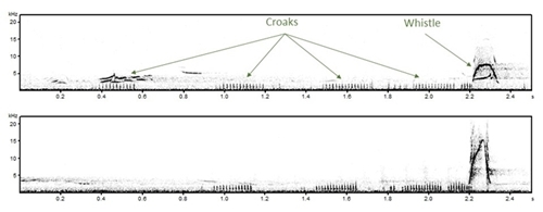 Woodcock spectrographs