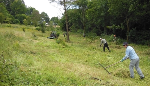 Clearing shrubs