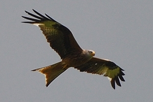 Red kite overhead
