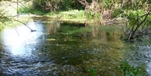 How does river flow and temperature affect survival of young grayling?