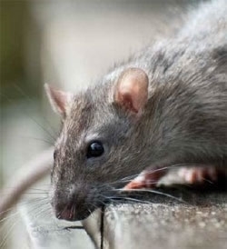 Rat