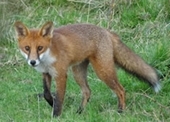 Fox by Mike Short