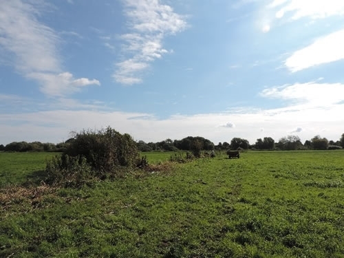 Habitat management on field site by Lizzie Grayshon