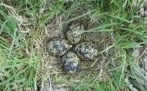 Lapwing nest by Lizzie Grayshon
