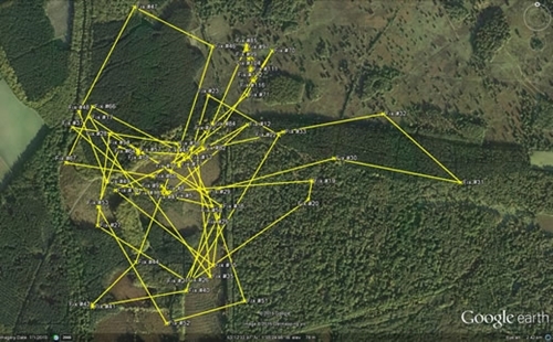 Aerial photograph of woodcock movements