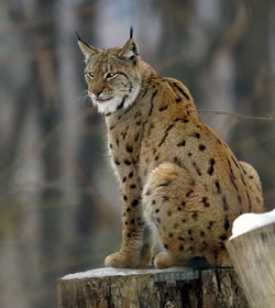 Should lynx be reintroduced in England and Scotland? - Game and Wildlife  Conservation Trust