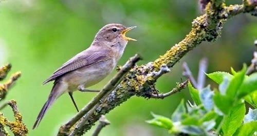 Chaffinch