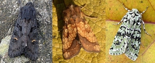 Black Rustic, Frosted Orange & Merveille du jour Black Rustic, Frosted Orange & Merveille du jour