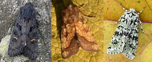 Black Rustic, Frosted Orange & Merveille du jour