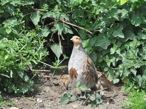 The GWCT has spent over forty years developing methods to help arrest the steep decline of the grey partridge in the UK. Photocredit: Peter Thompson, GWCT