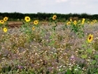 Join us for a Farmland Bird Walk in Oxfordshire