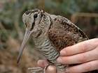 Latest Breeding Woodcock Survey results published